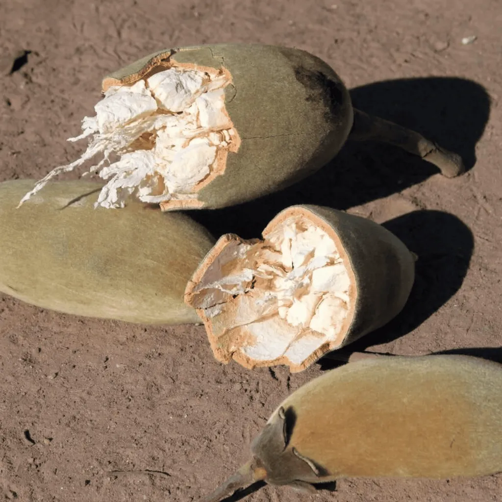 teranga